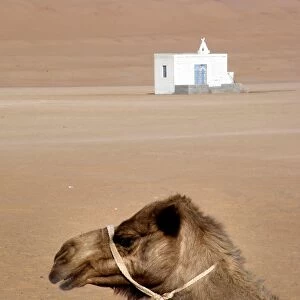 Wahiba Desert. Sultanate of Oman
