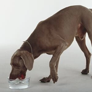 A Weimaraner drinks water from a bowl lifting its front left paw