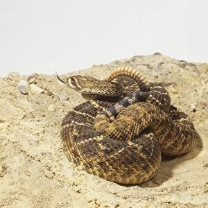 Western Diamondback Rattlesnake, Crotalus atrox, coiled up brown / yellow rattle snake