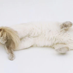 White Balinese Cat (Felis catus) rolling on its back, view from above