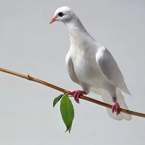 White dove perched on a branch