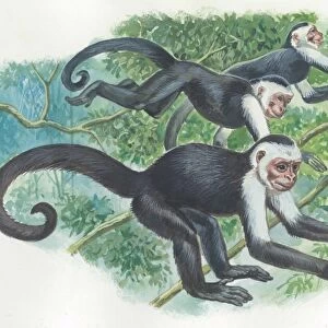 White-headed capuchins Cebus capucinus jumping in trees, illustration