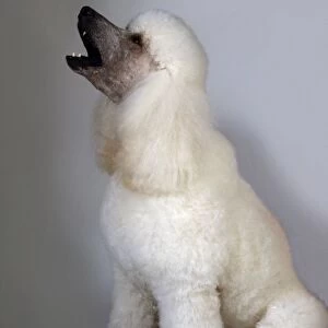 White poodle howling, side view