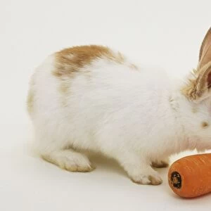 White Rabbit, oryctolagus cuniculus, eating carrot, side view