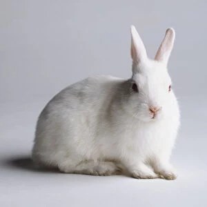A white rabbit that has pricked up ears