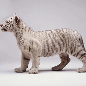 White Tiger Cub, Panthera tigris, with chalky white fur and dark stripes, standing