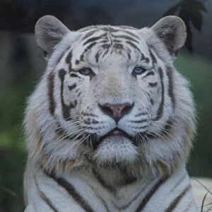 White tiger (Panthera tigris) lying in grass, front view