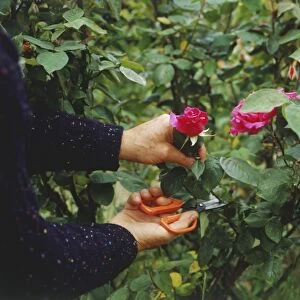 Womans hands cutting a bright pink rose from a bush