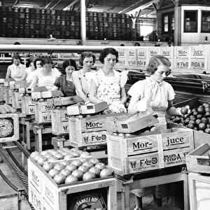 Women packing oranges in a packing plant