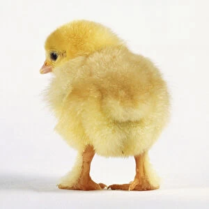 Yellow chick (Gallus gallus), view from behind