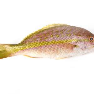 Yellow tail snapper, close-up