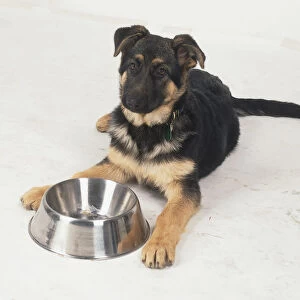 A young German Shepherd Dog (Canis familiaris) with its paws around a metal dog bowl, high angle view