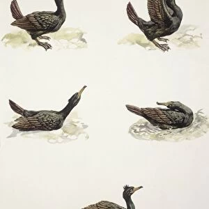 Zoology: Birds, Common Shag (Phalacrocorax aristotelis), illustration