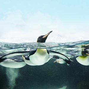 arctic penguins