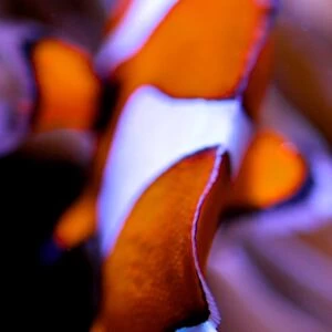 Clownfish Abstract