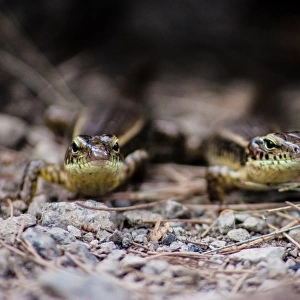 Curious pair of lizards