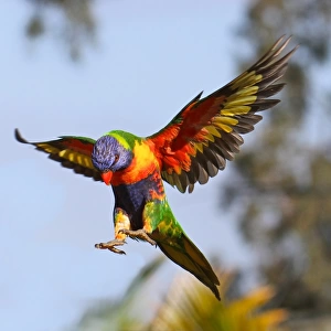 Rainbow Lorikeet flying