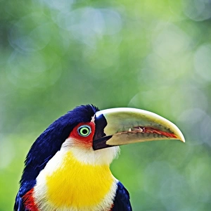 Red Breasted Toucan, Iguacu falls, Brazil