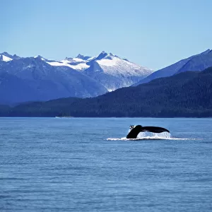 The Sailing of a Humpback Whale and Display of its Tail in Juneau, Alaska, United States of America