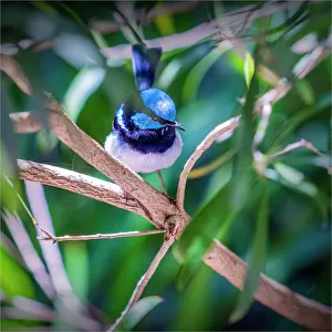 Superb Blue Wren, Victoria, Australia
