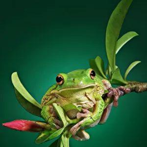 A White Lipped frog perching on the edge of a branch of Adenium plant
