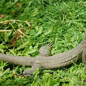 Yellow spotted monitor