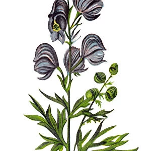Aconitum napellus (monk s-hood, aconite, wolfsbane)