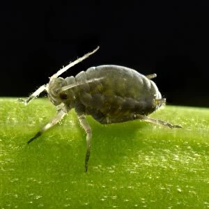Adult Black Bean Aphid -Aphis fabae-, pest, macro shot, Baden-Wurttemberg, Germany