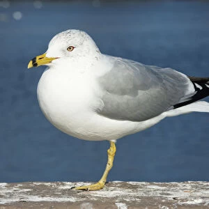 Adult winter ring-billed gull