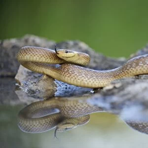 Aesculapian Snake -Zamenis longissimus- at waters edge, darting its tongue, reflection, Pleven region, Bulgaria