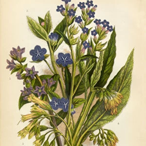 Alkanet, Bugloss, Borage, Comfrey, Victorian Botanical Illustration