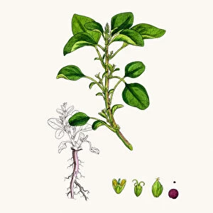 Amaranth plant