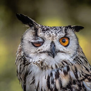 Amusing winking owl