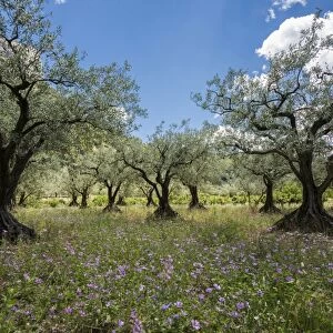 Ancient Olive Trees -Olea europaea-, Buis-les-Baronnies, Drome, Rhone-Alpes, Provence, France