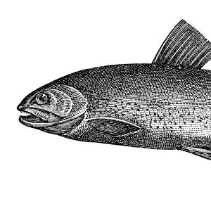 Artic charr salmon engraving 1897