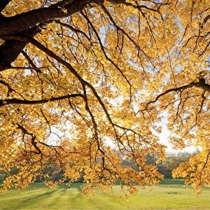 Autumnal coloured Field Maple -Acer campestre- in a park, Erfurt, Thuringia, Germany