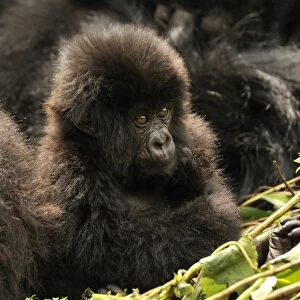 Baby Mountain Gorilla -Gorilla beringei beringei- from the Hirwa group at the foot of the Gahinga Volcano, Parc National des Volcans, Volcanoes National Park, Rwanda, Africa