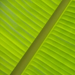 Banana leaf (Musa), detailed view, Vietnam, Southeast Asia