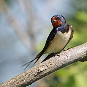 Barn Swallow -Hirundo rustica-, Burgenland, Austria, Europe