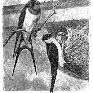 Barn swallow (hirundo rustica) and common house martin (Chelidon urbica)