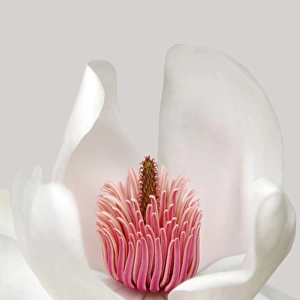 Beautiful White Magnolia Flower Detail