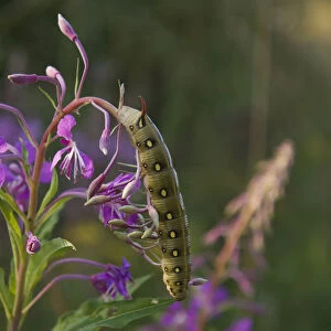Bedstraw Hawk-Moth (Hyles gallii) caterpillar on Fireweed (Epilobium angustifolium)