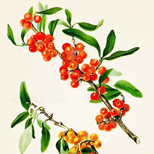Berry illustration 1892
