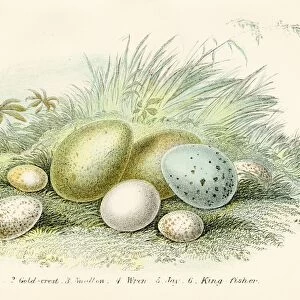 Six Birds Eggs Engraving 1896