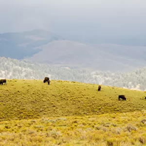 Bison herd in Lamar Valley