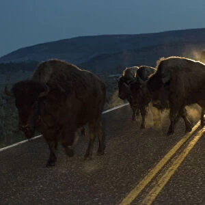 Bisons herd crossing road before dawn, Yellowstone National Park, Wyoming, USA