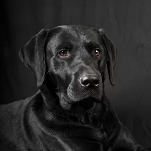 Black Labrador Retriever dog, male, Germany