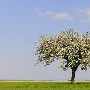 Blooming Apple tree -Malus- in spring