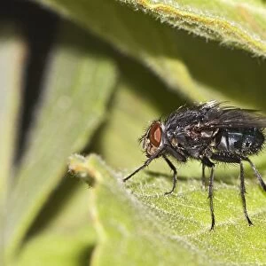 Blow-fly, carrion fly -Calliphoridae-
