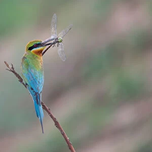 Blue-tailed Bee-eater with a Dragonfly